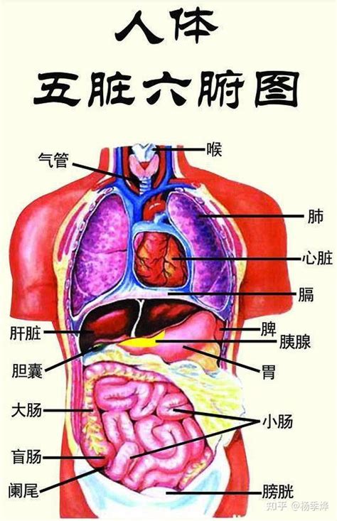 胃 位置|人体内脏位置分布示意图